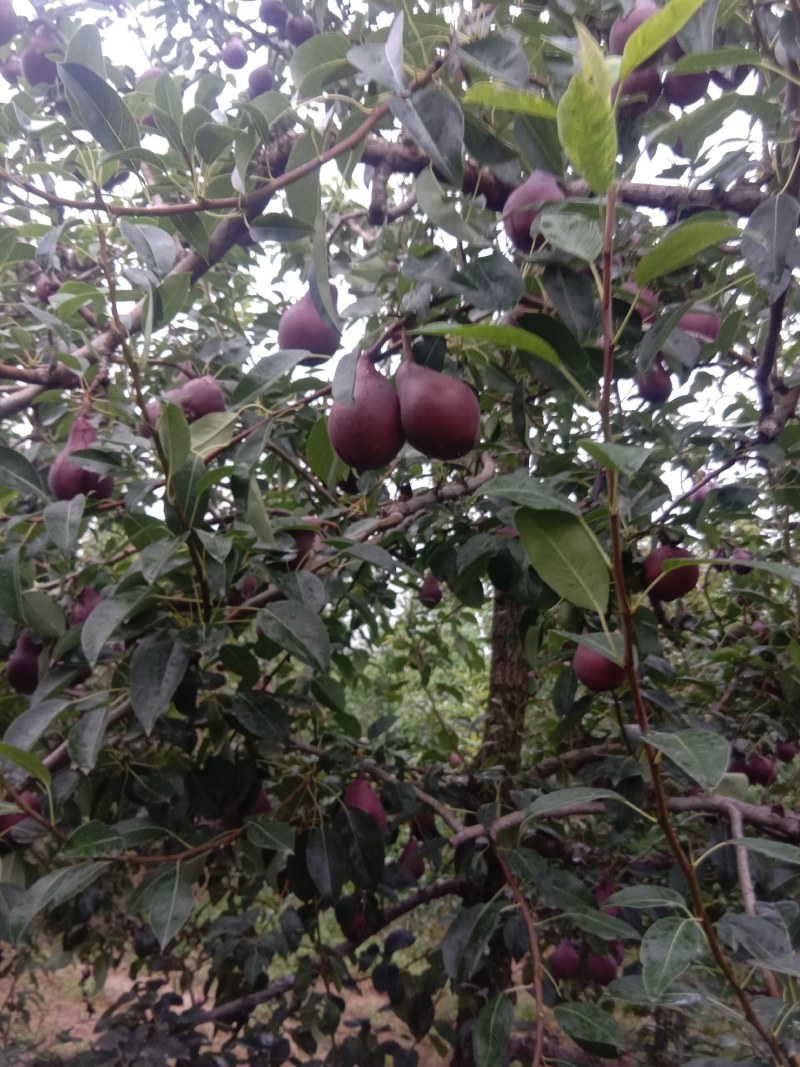 红梨