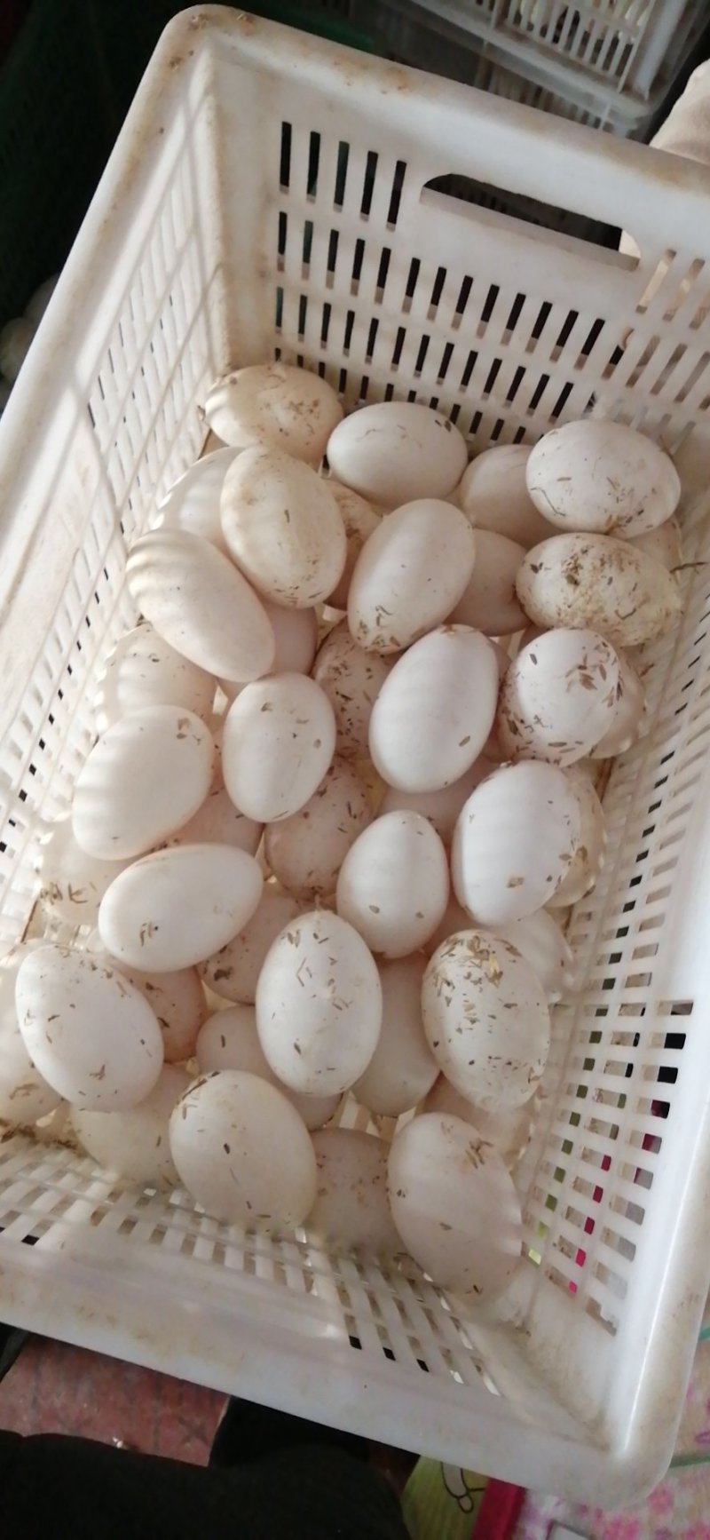 鹅蛋大量出售量大可送货上门