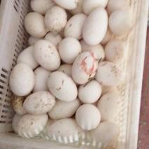 鹅蛋大量出售量大可送货上门