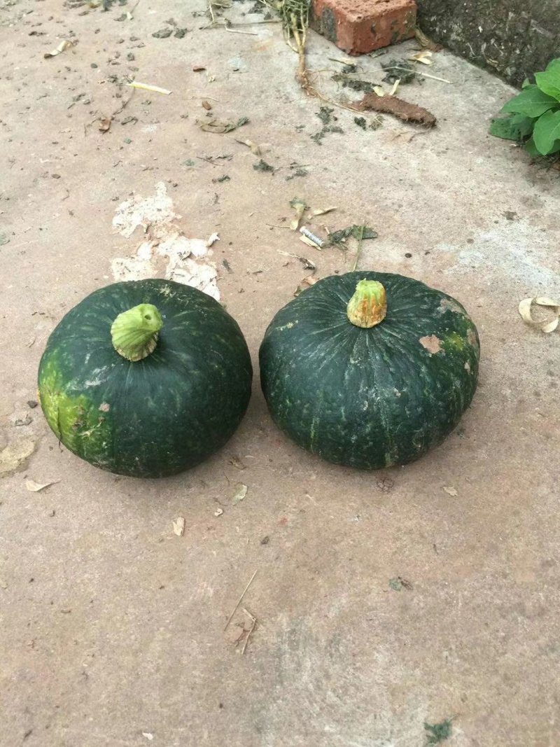 癞瓜，板栗南瓜，贝贝南瓜