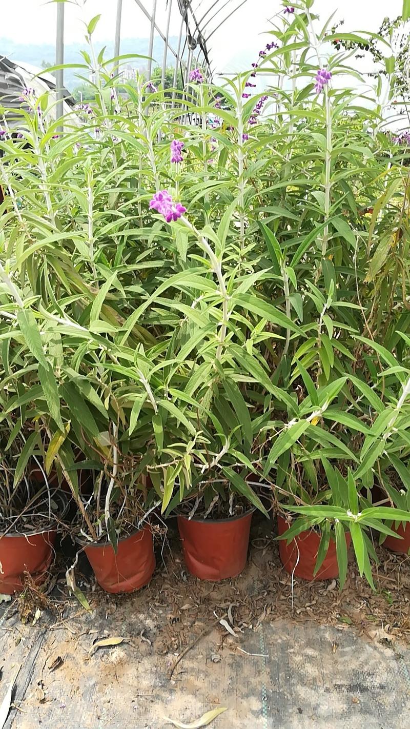 墨西哥鼠尾草，耐热耐寒，宿根花卉
