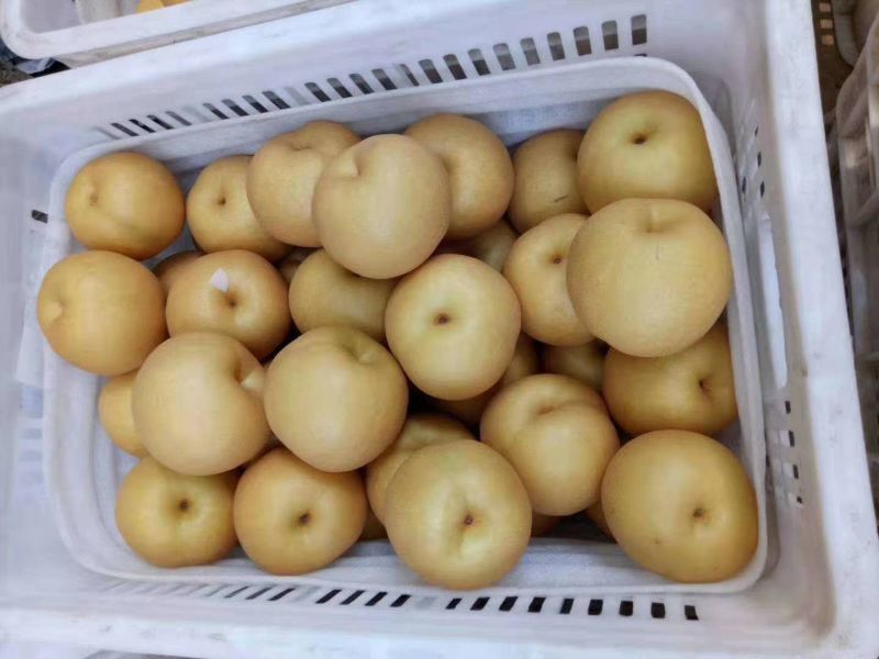 【热卖中】丰水梨，冠县丰水梨秋月梨大量上市支持一件代发包邮
