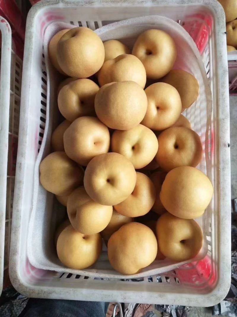 【热卖中】丰水梨，冠县丰水梨秋月梨大量上市支持一件代发包邮