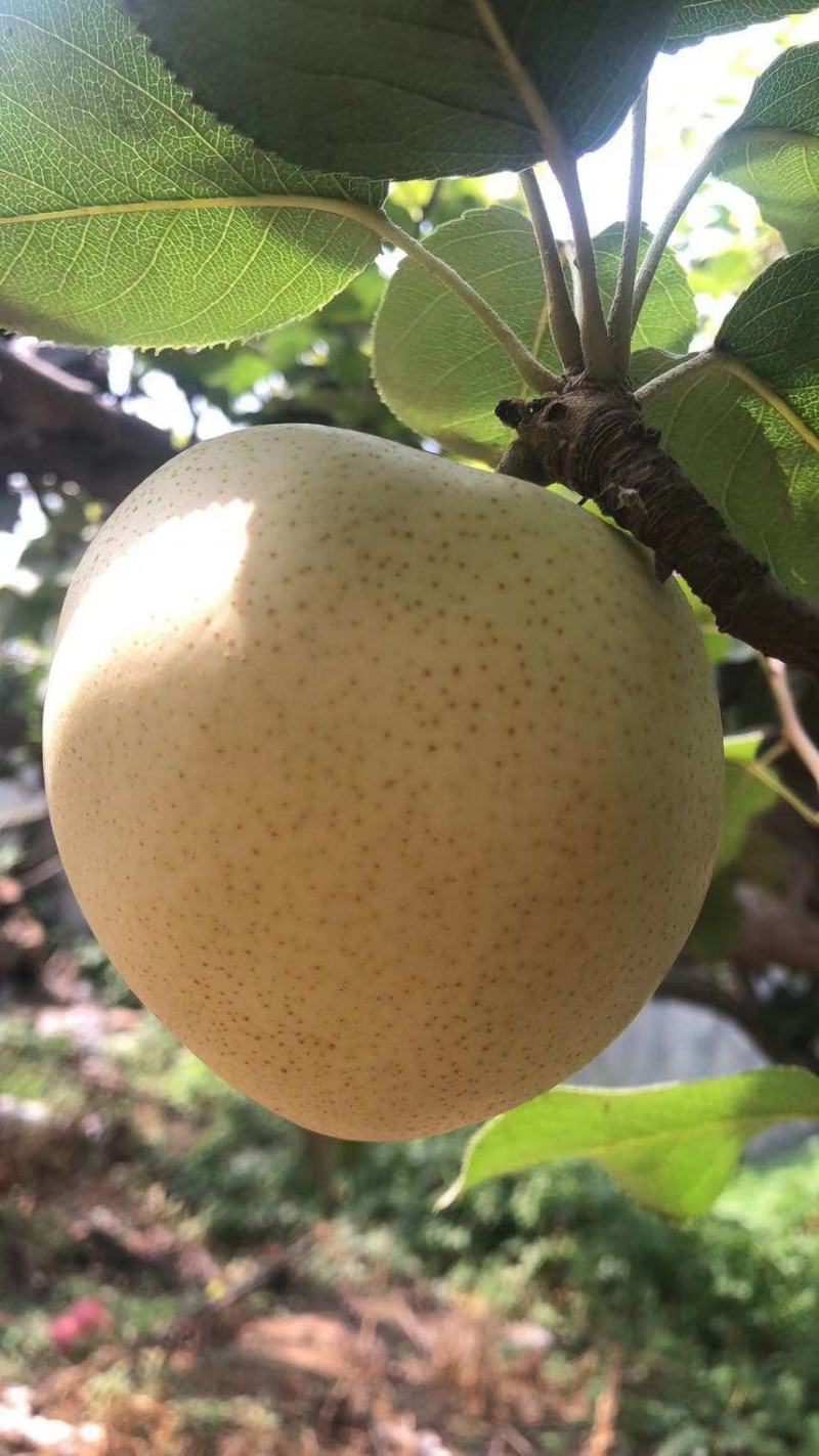 【热卖中】丰水梨，冠县丰水梨秋月梨大量上市支持一件代发包邮