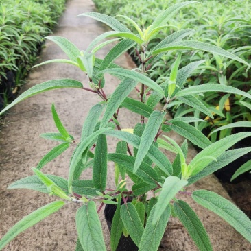 鼠尾草，草花地被，景观设计