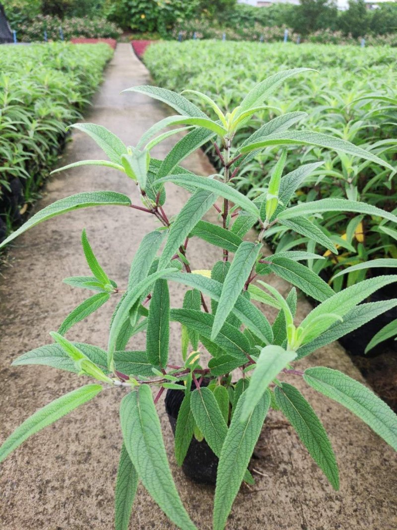 鼠尾草，草花地被，景观设计