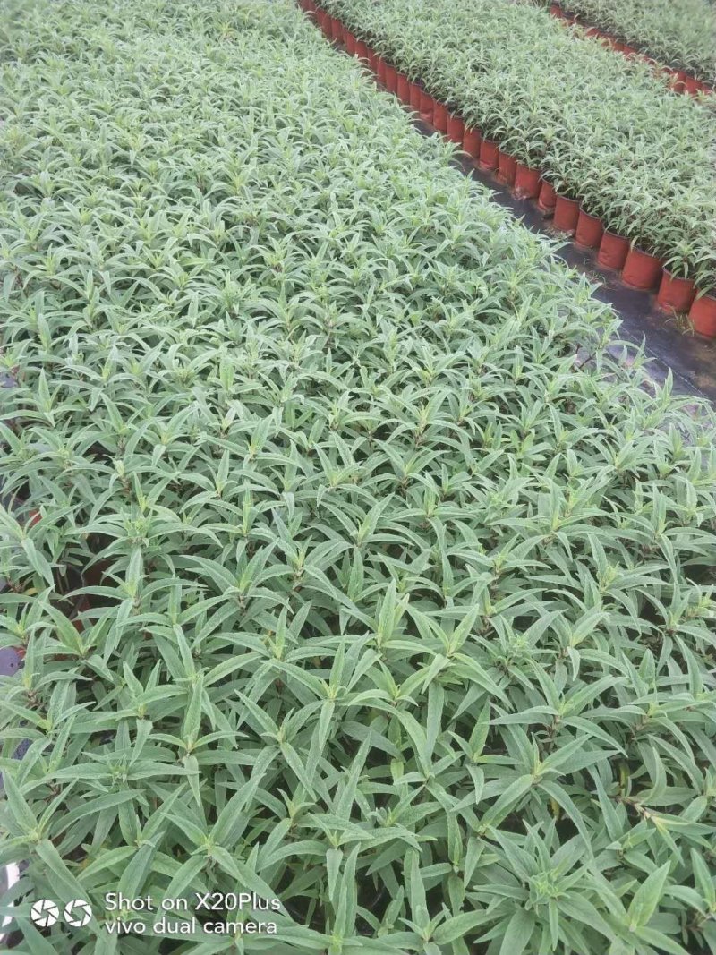 鼠尾草，草花地被，景观设计