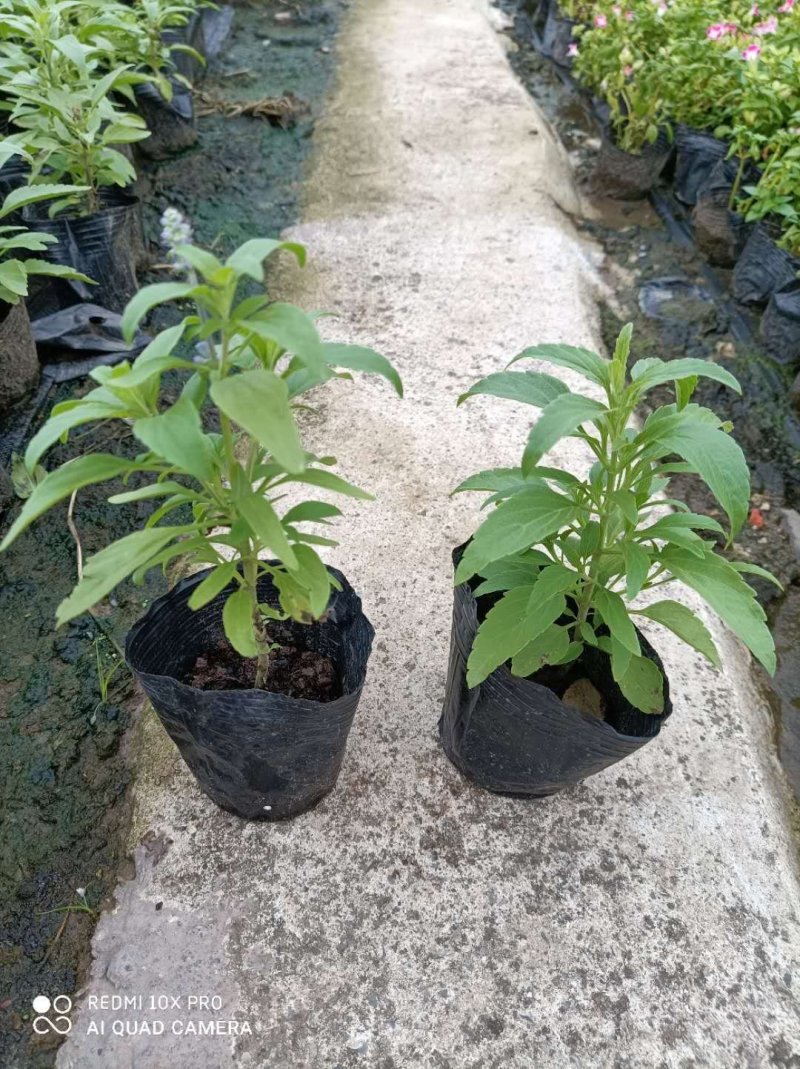 鼠尾草，草花地被，景观设计