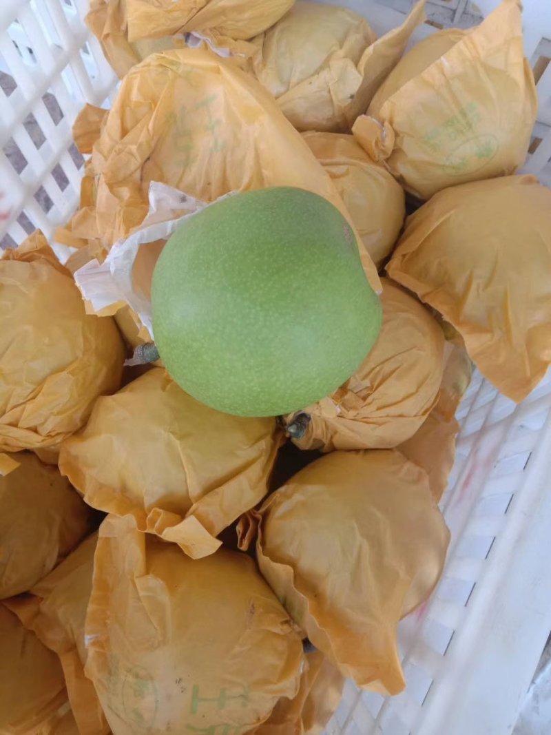 皇冠梨，套袋自然色，白皇冠梨产地直供，整车待发