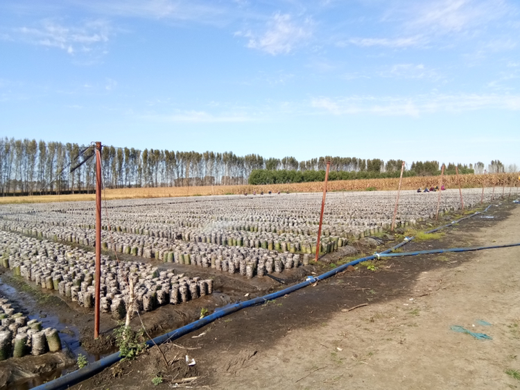 秋木耳生长在湿润的木头上 秋木耳生长在湿润的木头上