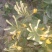 新疆喀什岳普湖的新产品金银花