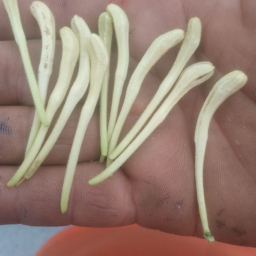 新疆喀什岳普湖的新产品金银花