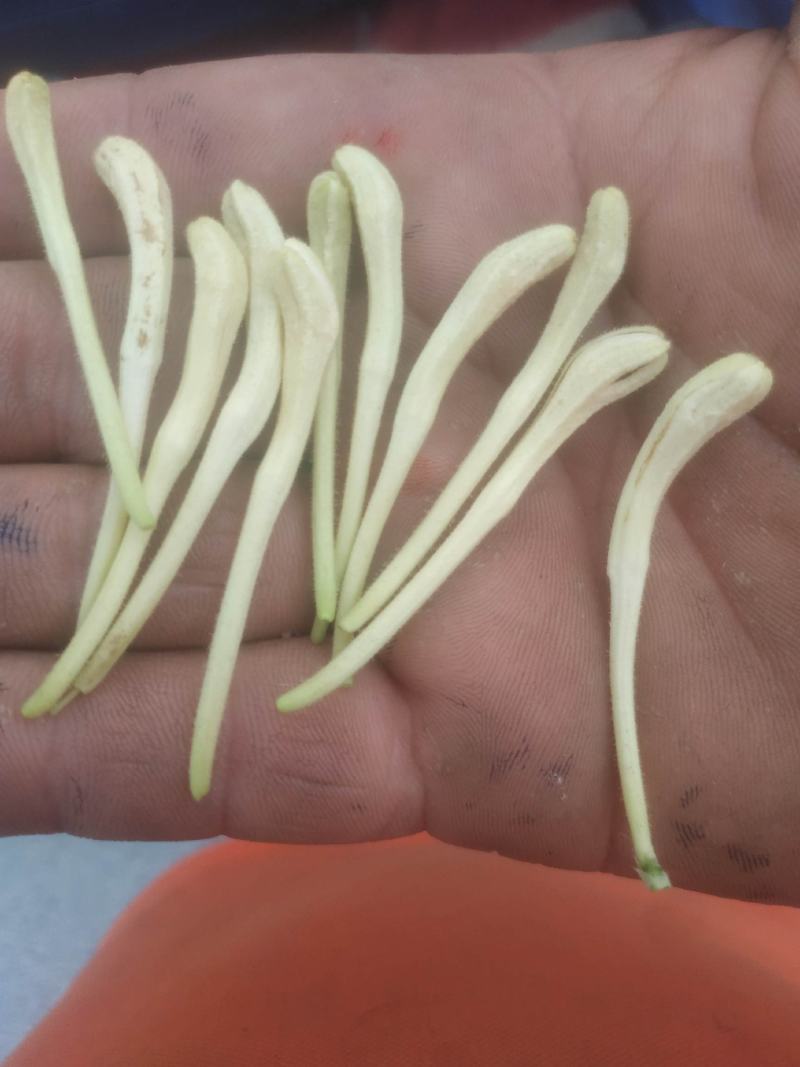 新疆喀什岳普湖的新产品金银花