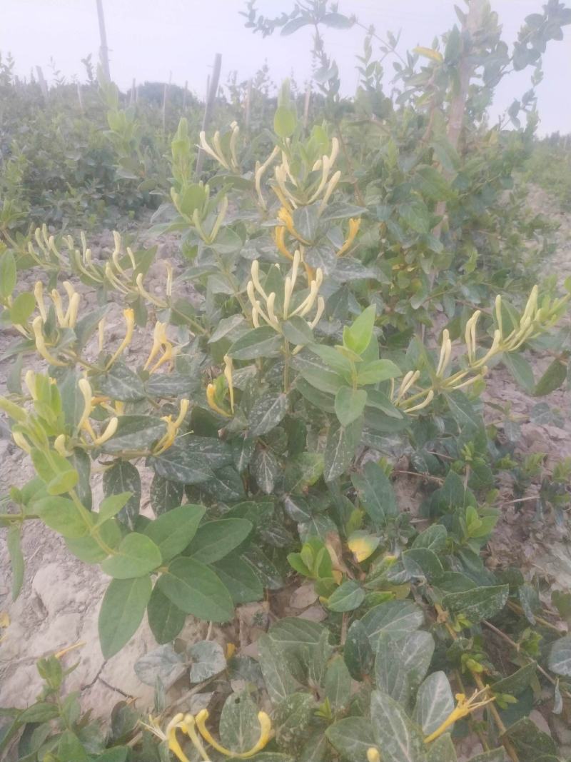 新疆喀什岳普湖的新产品金银花