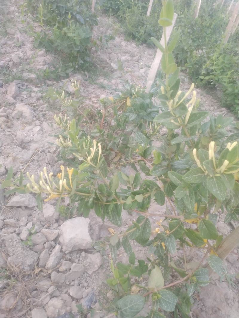 新疆喀什岳普湖的新产品金银花
