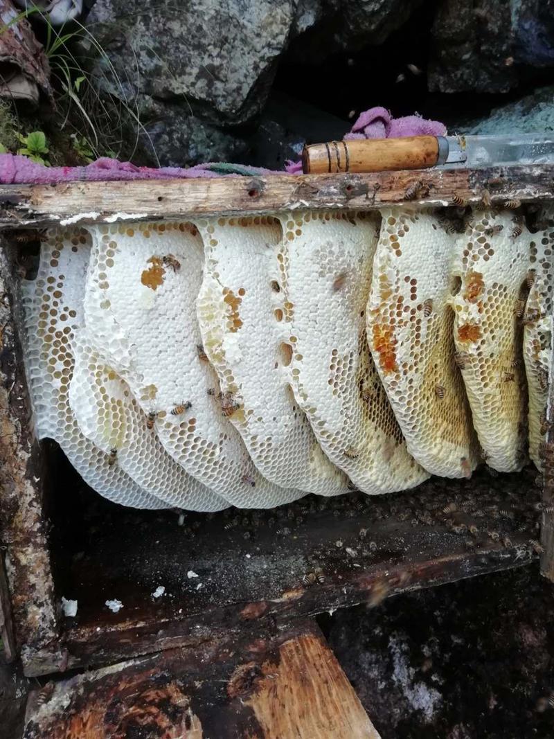 农家土蜂蜜蜂蜜非养殖蜂蜜