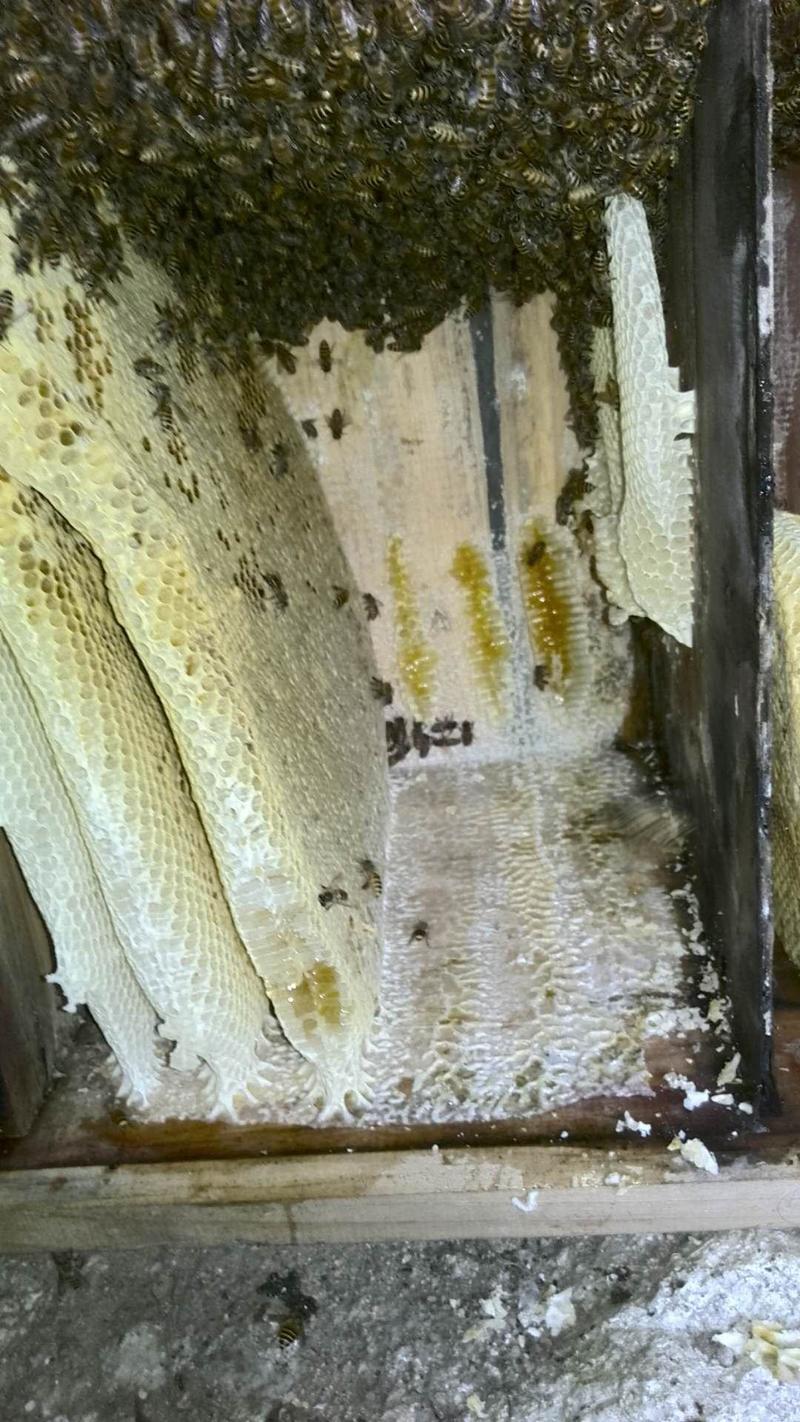 农家土蜂蜜蜂蜜非养殖蜂蜜