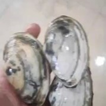 丹东东港，耳贝又名小蚌仔批发，支持一件代发