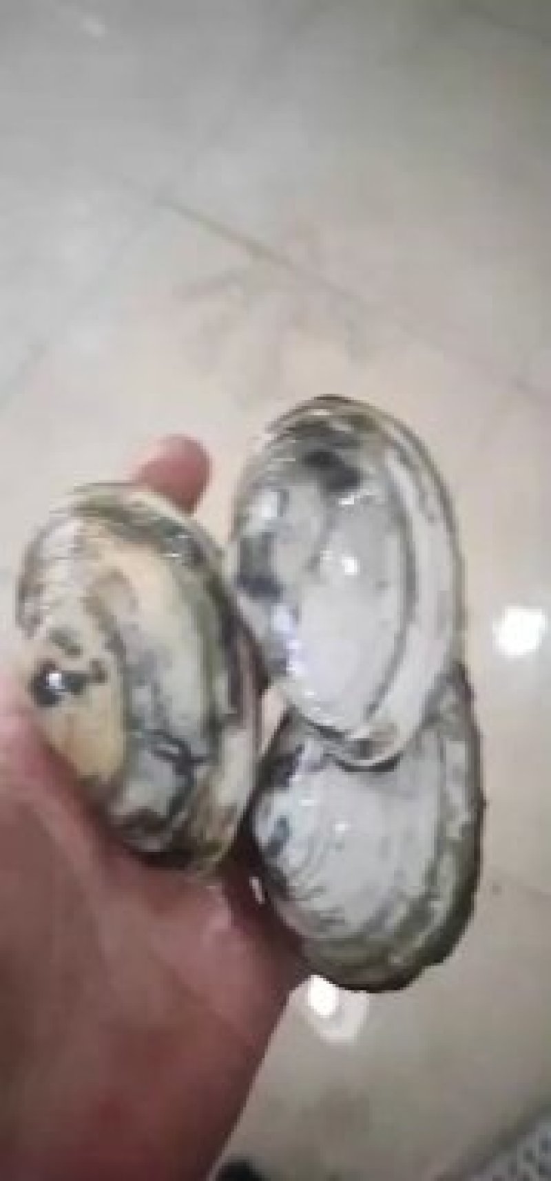 丹东东港，耳贝又名小蚌仔批发，支持一件代发