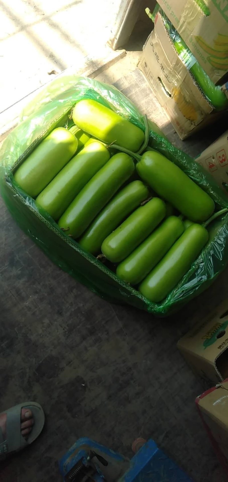 【每日精选】瓠瓜大量上市，物美价廉，可实地考察，量大从优