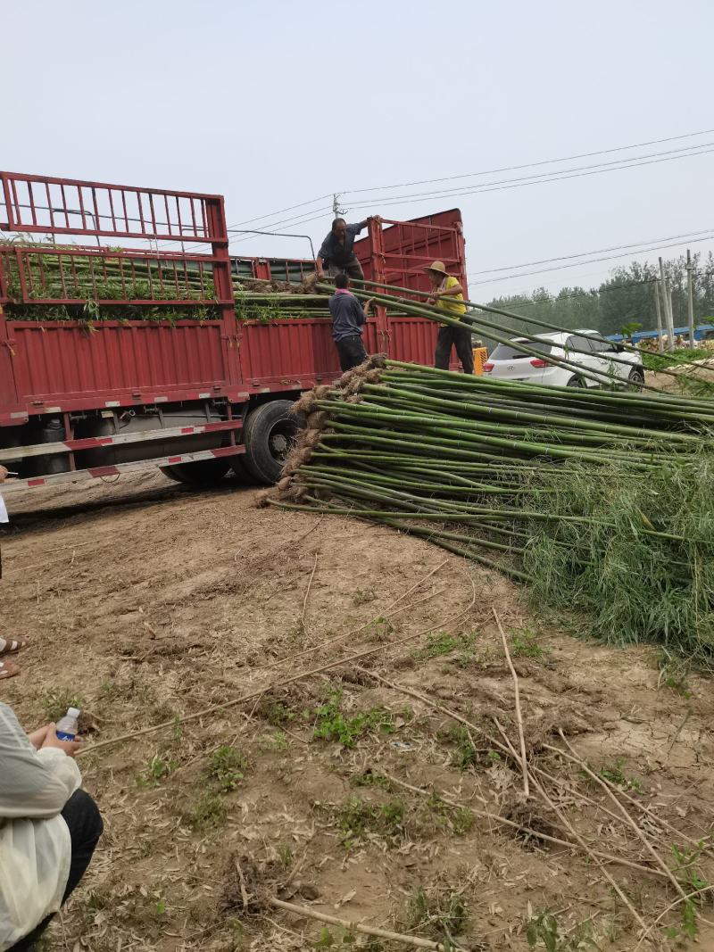 毛竹苗，各种规格，大量供货有需要的老板电话联系