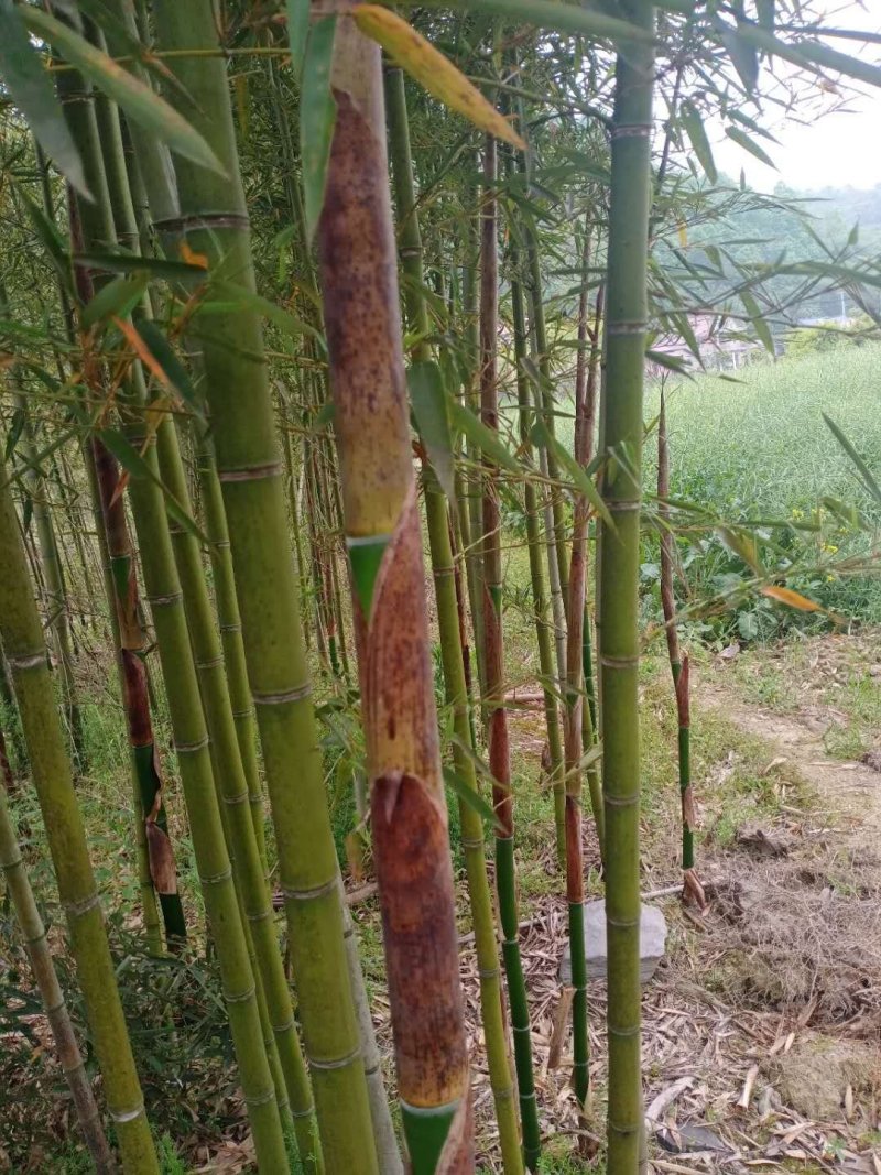 雷竹雷竹苗雷竹苗批发雷竹苗基地绿化苗木出笋率高