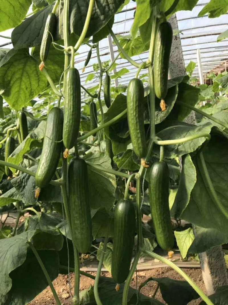 无刺水果黄瓜种子水果黄瓜籽小黄瓜乳瓜种子