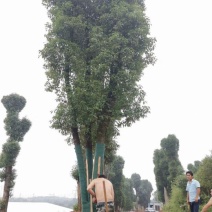 3杆15-18-20丛生多杆骨架移植香樟3-4米冠幅