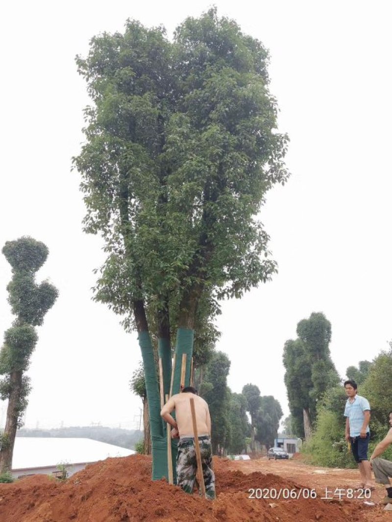 3杆15-18-20丛生多杆骨架移植香樟3-4米冠幅