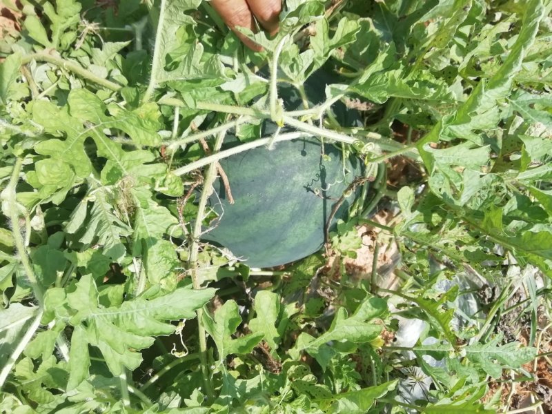 浙密五号，经过大自然的洗理，甜度达13左右，皮薄肉脆多汁