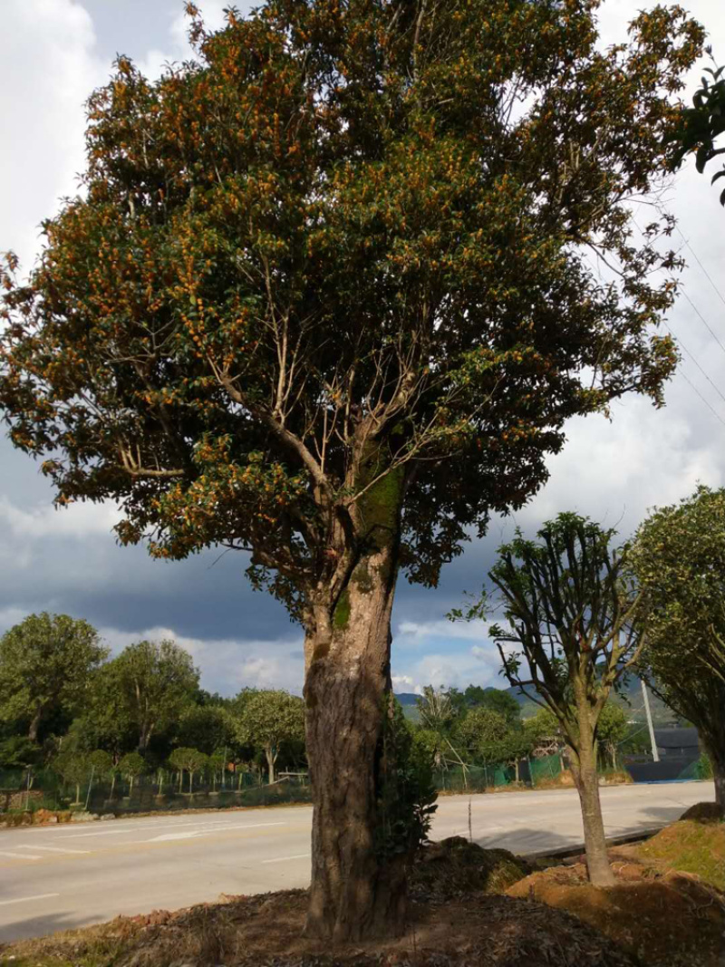 红桂花胸径50公分