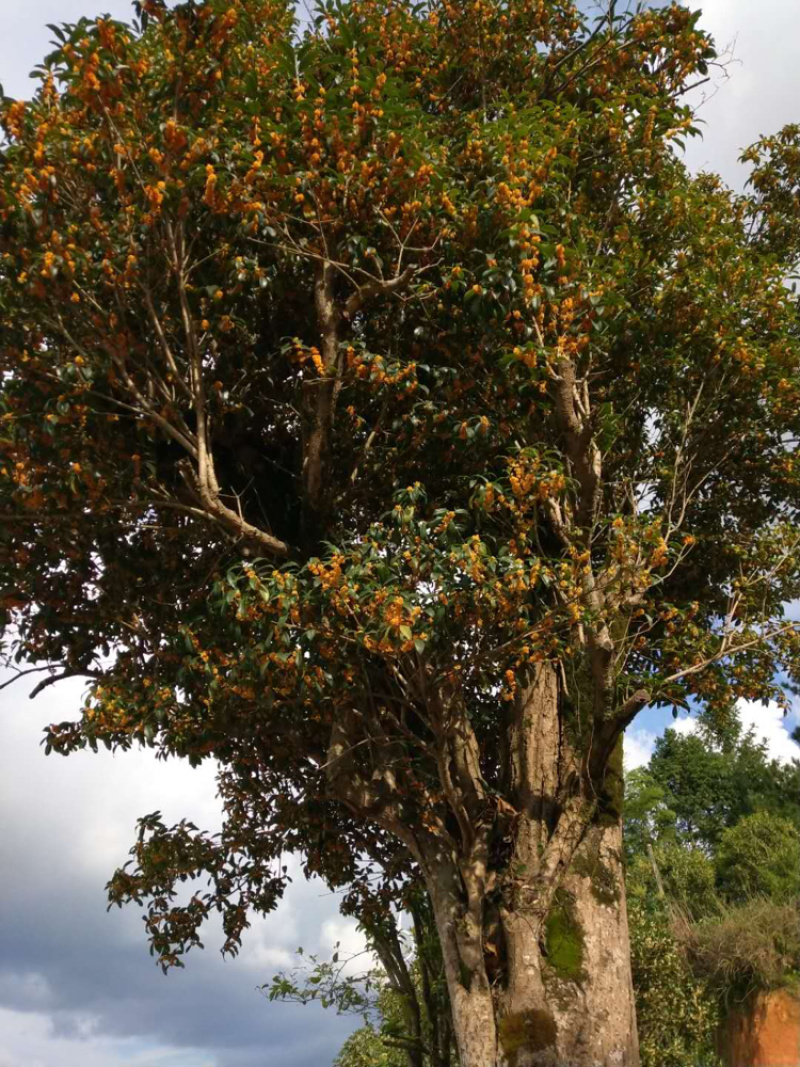红桂花胸径50公分