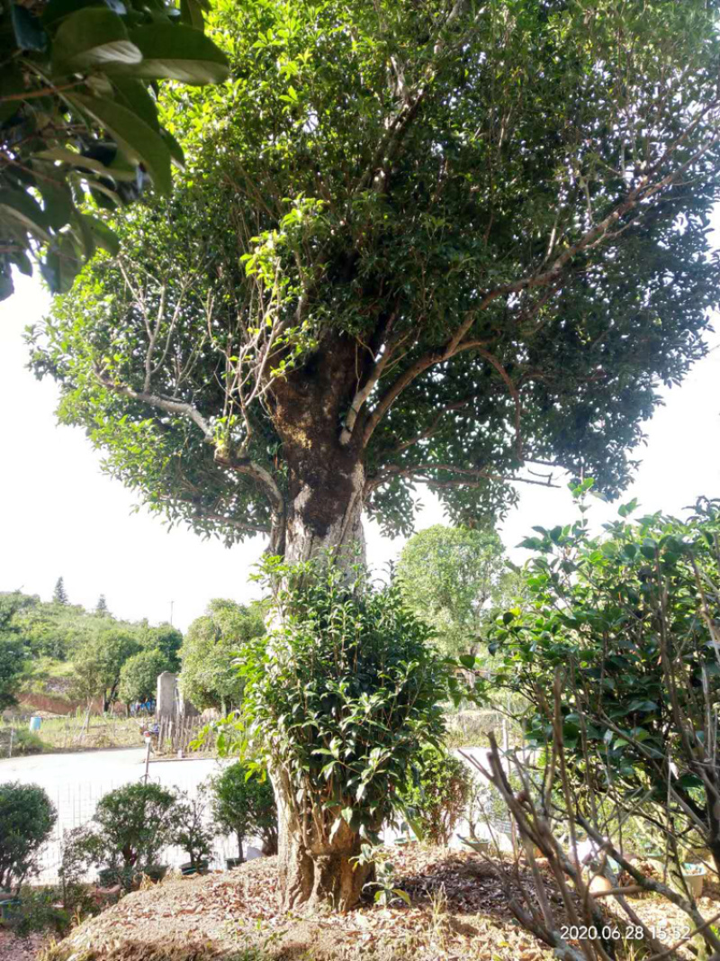 红桂花胸径50公分