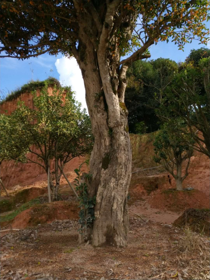 红桂花胸径50公分