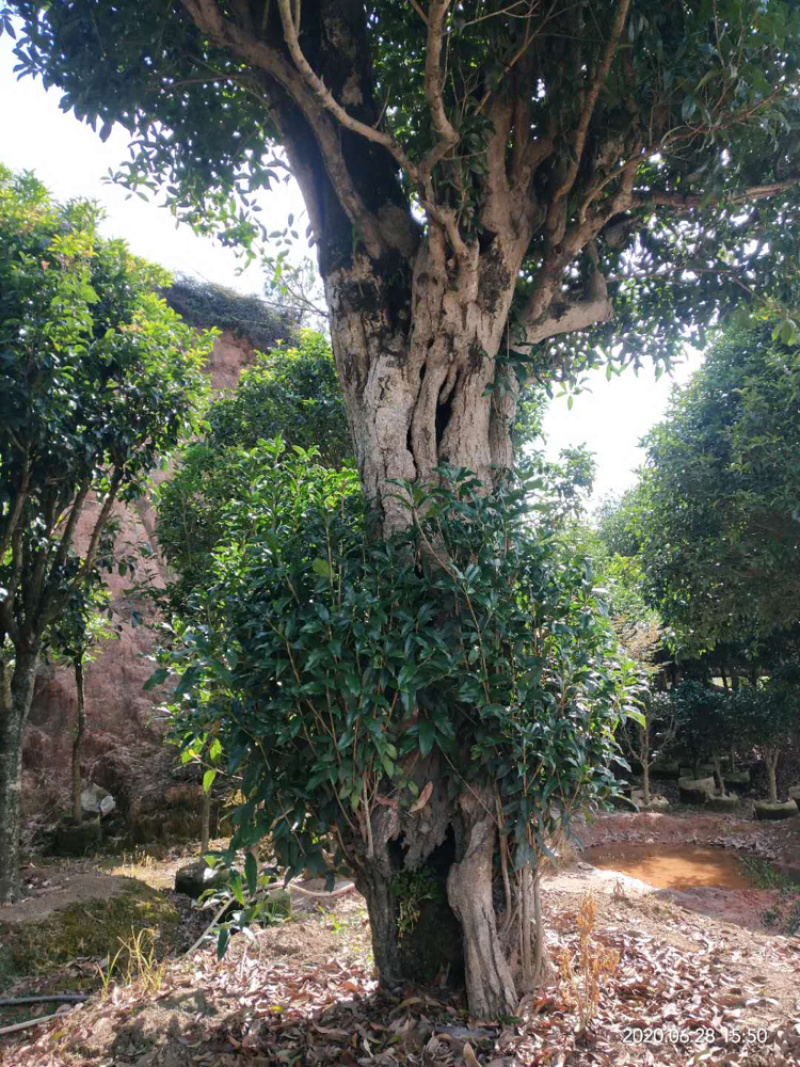 红桂花胸径50公分