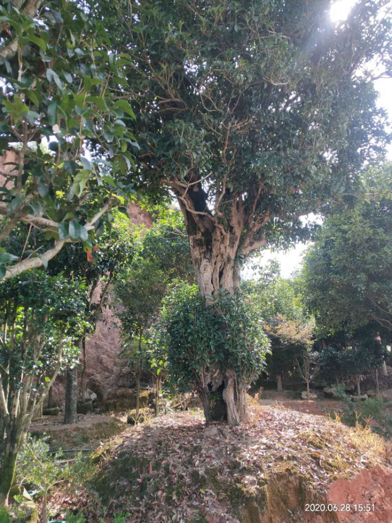红桂花胸径50公分