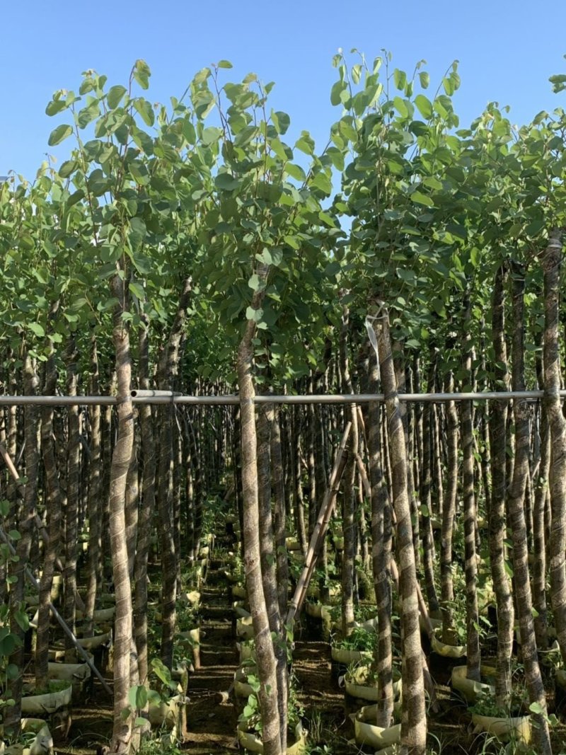 宫粉紫荆绿化苗木宫粉紫荆