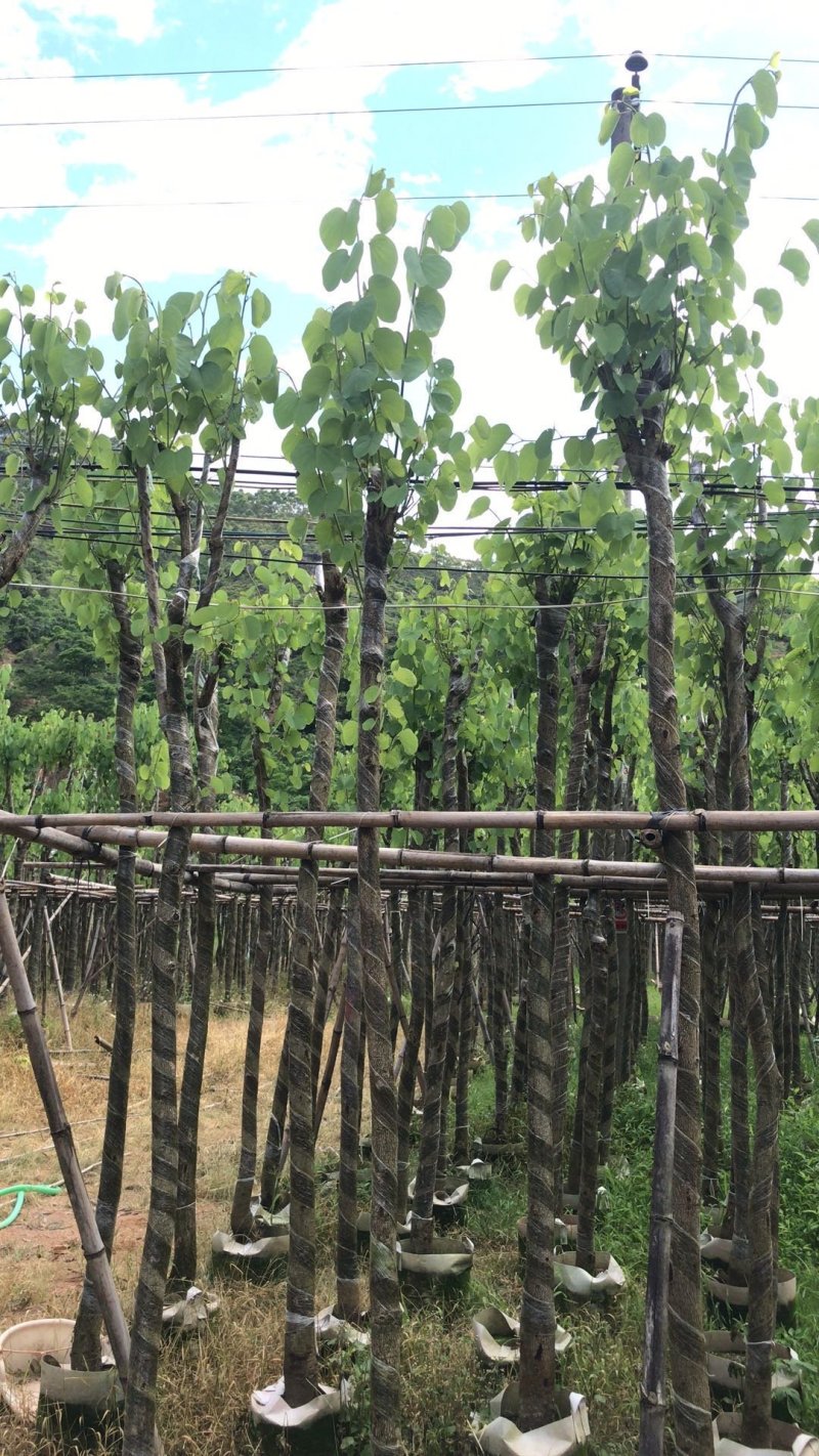 宫粉紫荆绿化苗木宫粉紫荆
