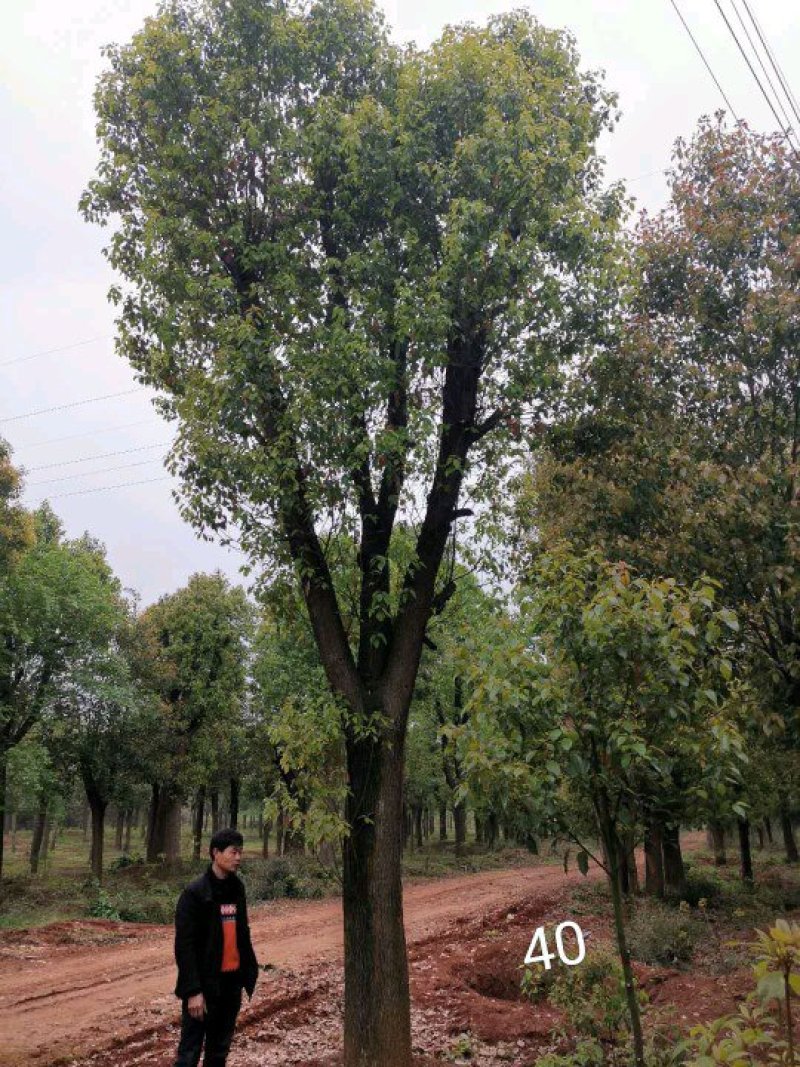 大骨架移植香樟湖南益阳沐子苗木丛生香樟多杆香樟