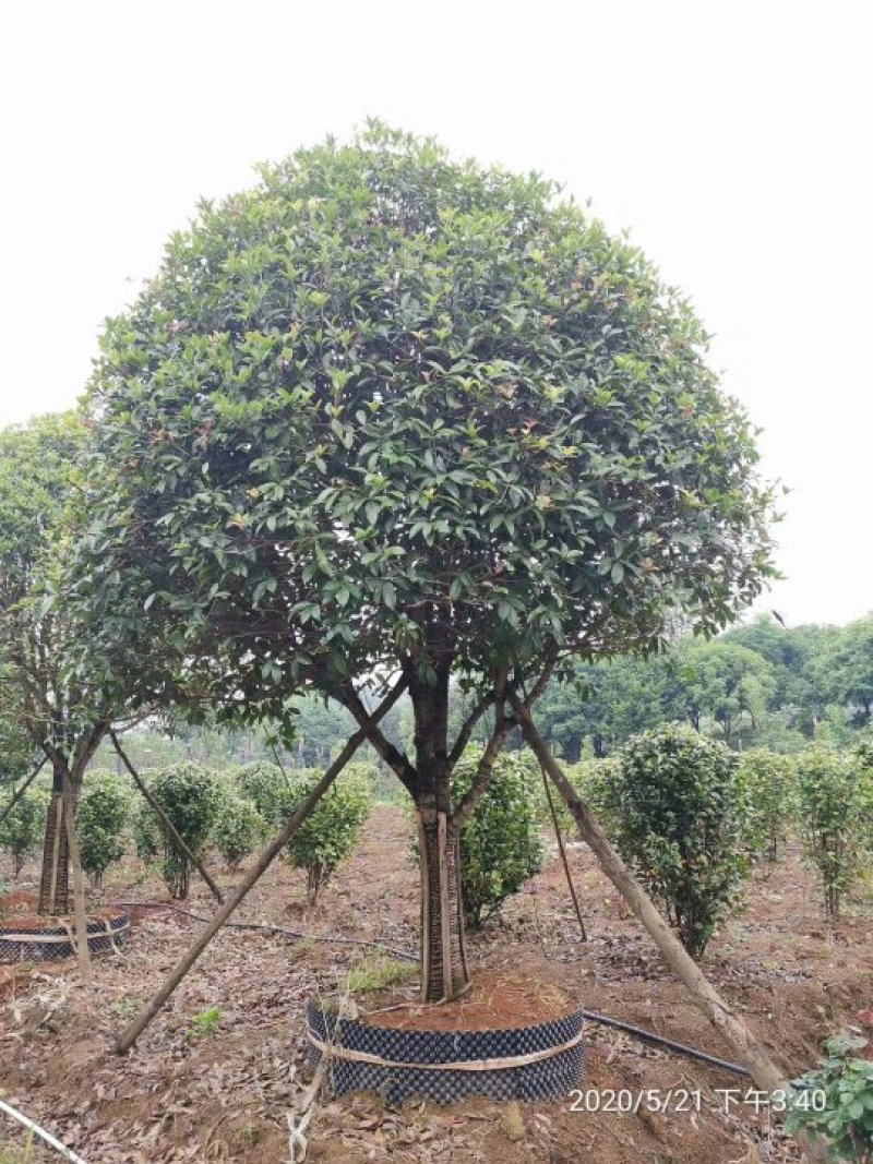 大骨架移植香樟湖南益阳沐子苗木丛生香樟多杆香樟