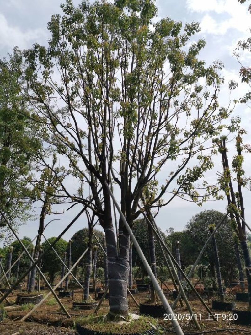 大骨架移植香樟湖南益阳沐子苗木丛生香樟多杆香樟