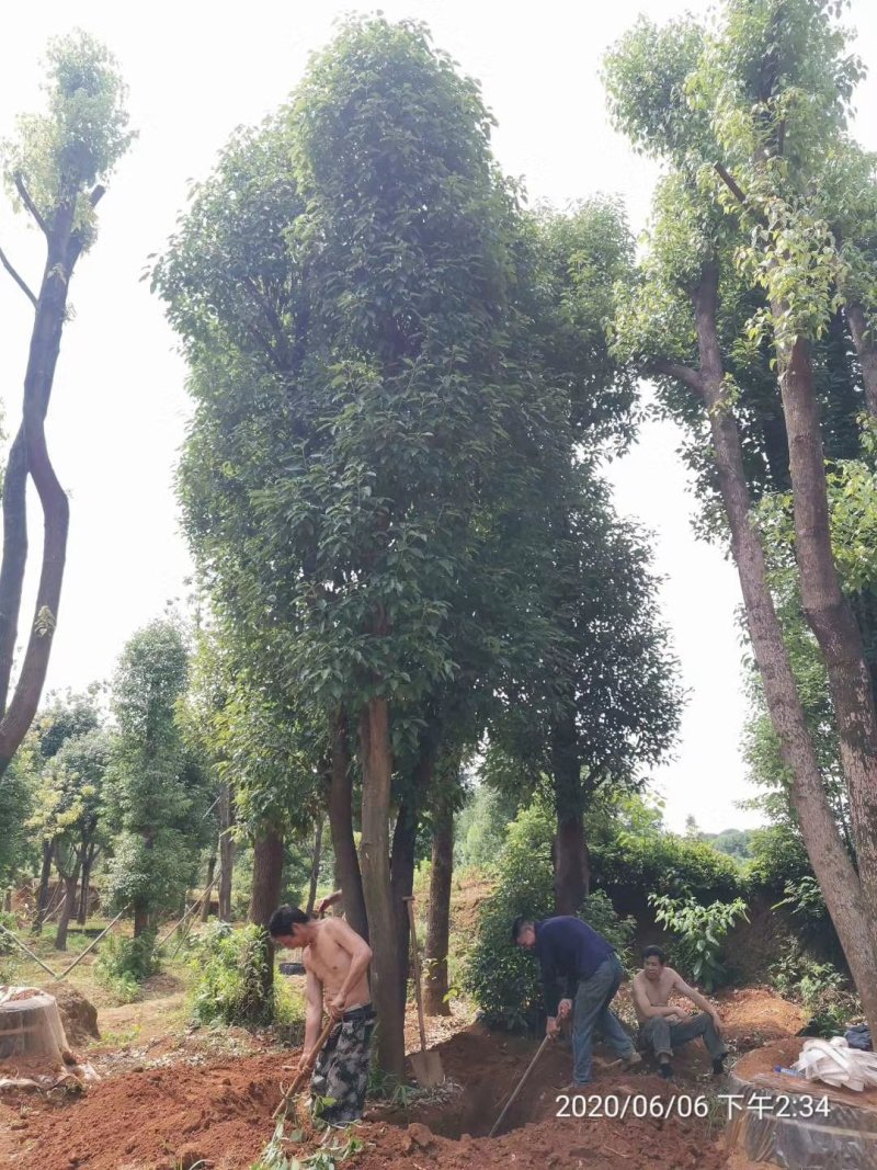 大骨架移植香樟湖南益阳沐子苗木丛生香樟多杆香樟