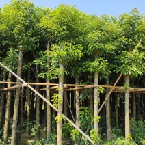樟树5~15分樟树大量现货出售