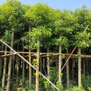 樟树5~15分樟树大量现货出售