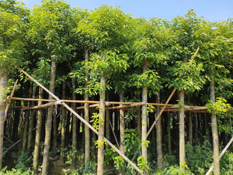 樟树5~15分樟树大量现货出售