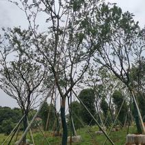 20移植全冠朴树自家苗圃货源质量保证随时起苗