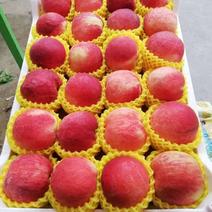 【毛桃】陕西礼泉纸袋沙红桃水蜜桃大量上市了颜色好口感甜脆