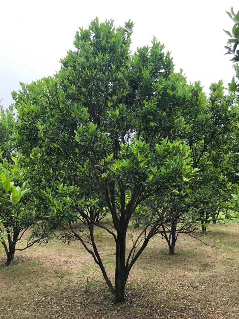 香泡香橼碰柑橘子树甜橙树胡柚农户一手货源质量保证
