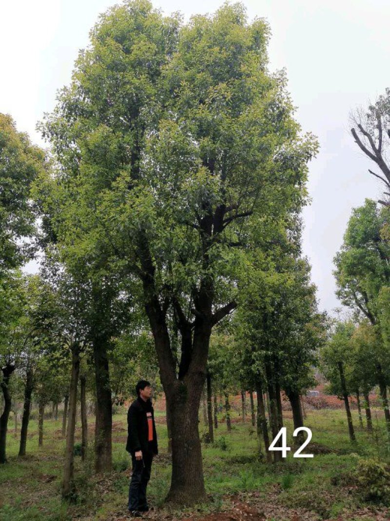 香泡香橼碰柑橘子树甜橙树胡柚农户一手货源质量保证