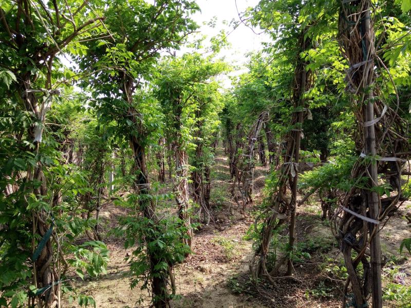 出售美国凌霄小苗，1-10公分树状美国凌霄